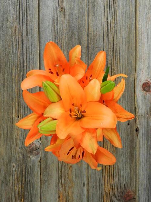 Wholesale Eremo Orange La Lily Delivered Online FlowerFarm